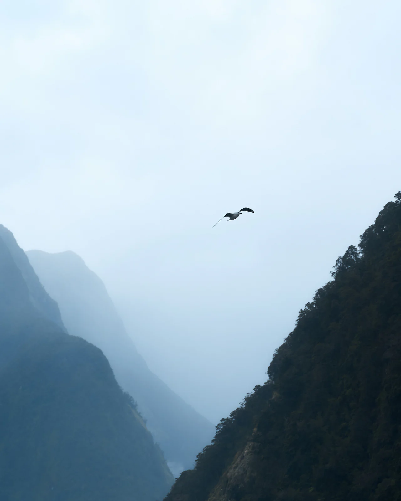 A single seabird gliding between steep forested walls that fade into mist