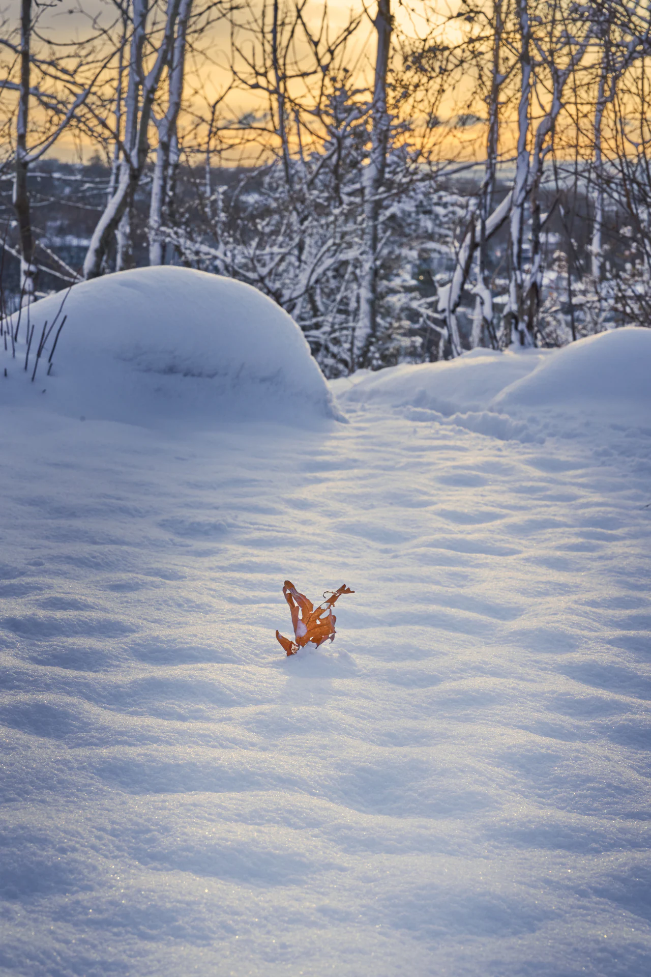 A single orange leaf standing upright in fresh snow, birch trees and a low winter sun behind