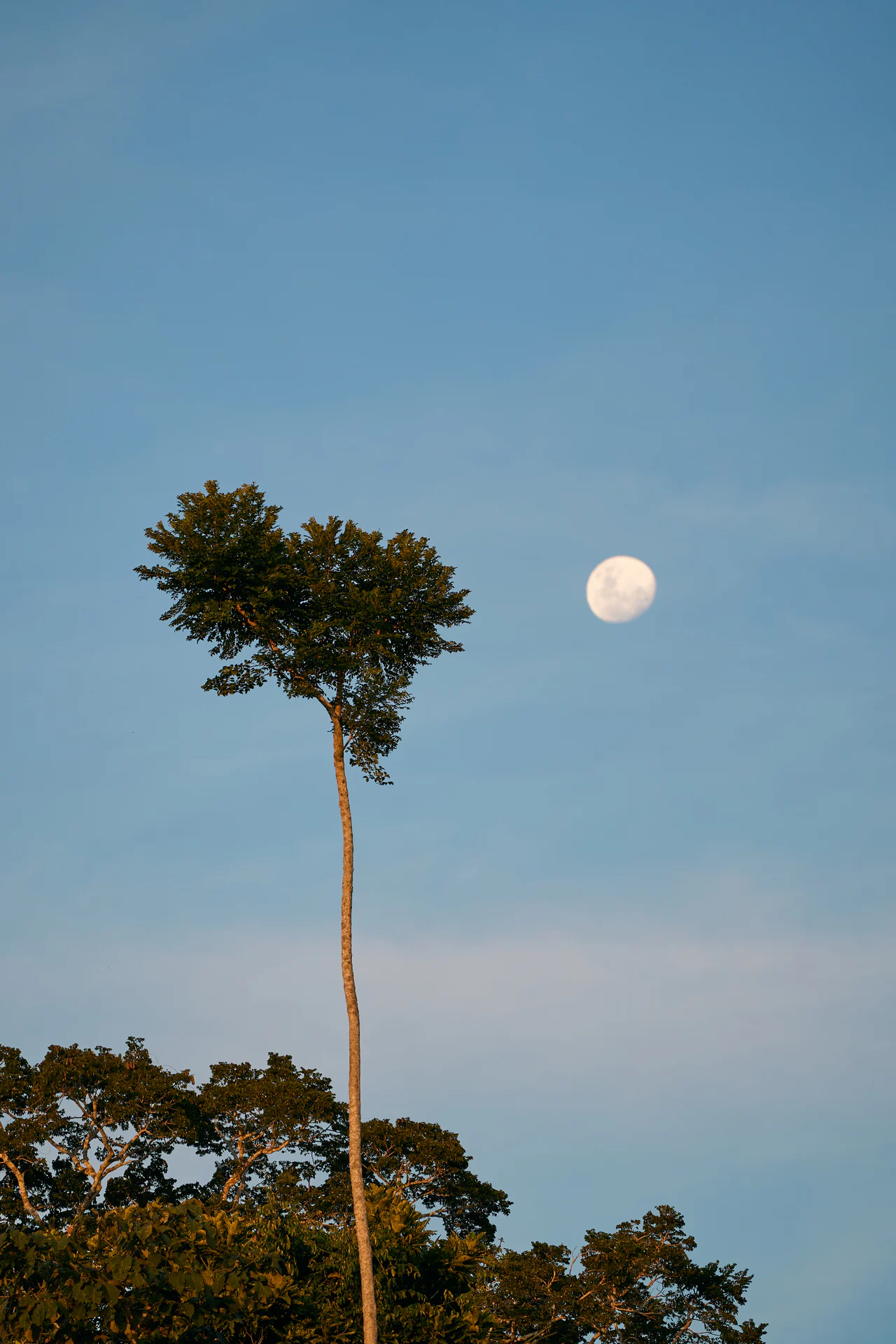 A tall thin tree rising above the canopy beside a nearly full moon in a blue evening sky